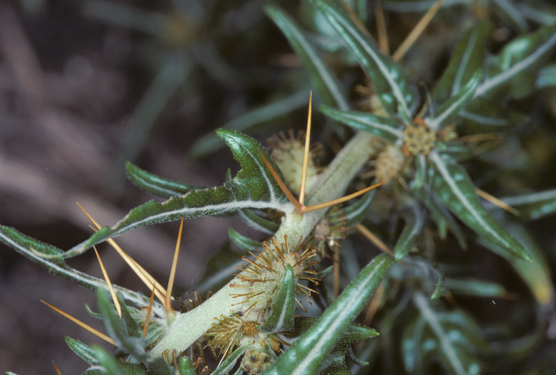 Xanthium spinosum L., 1753