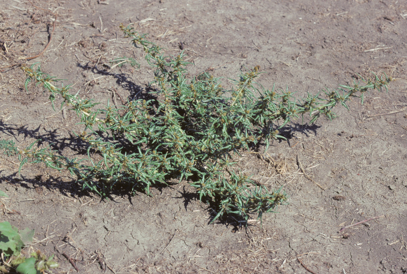 Xanthium spinosum L., 1753