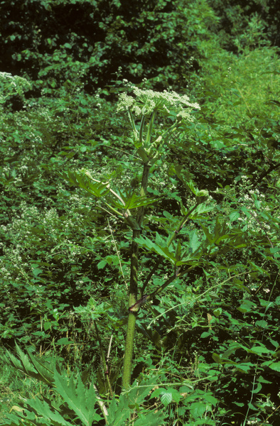 Heracleum mantegazzianum Sommier & Levier, 1895