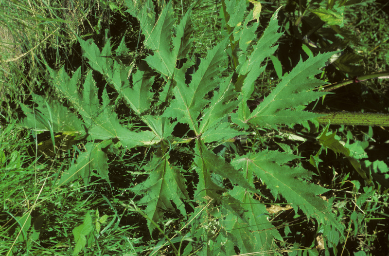 Heracleum mantegazzianum Sommier & Levier, 1895
