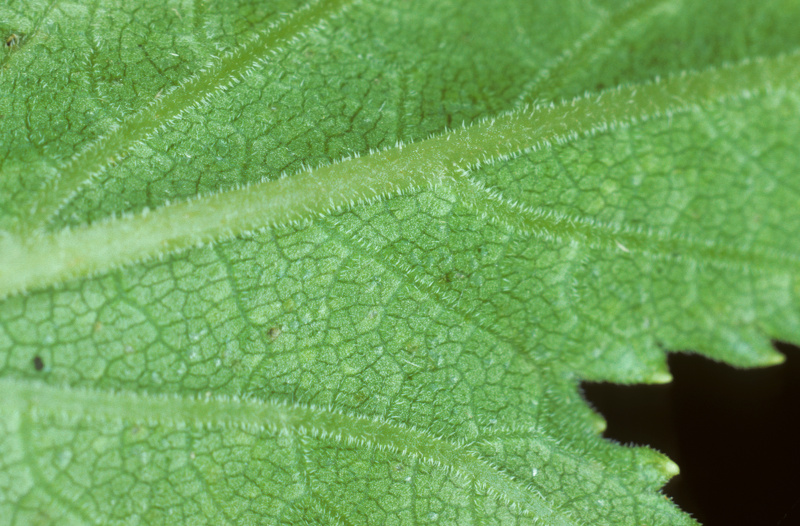 Heracleum mantegazzianum Sommier & Levier, 1895