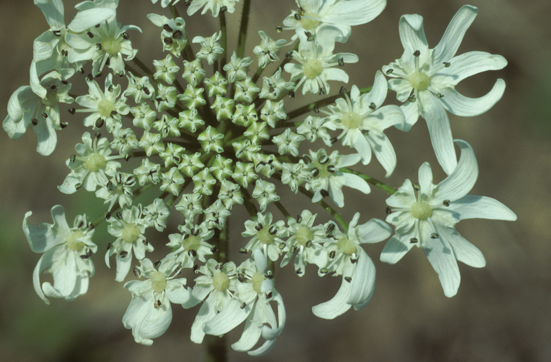 Heracleum mantegazzianum Sommier & Levier, 1895
