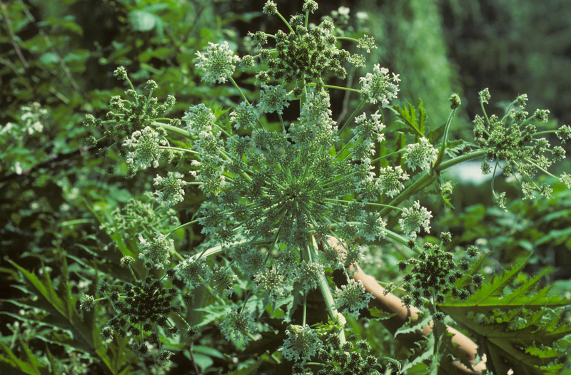 Heracleum mantegazzianum Sommier & Levier, 1895