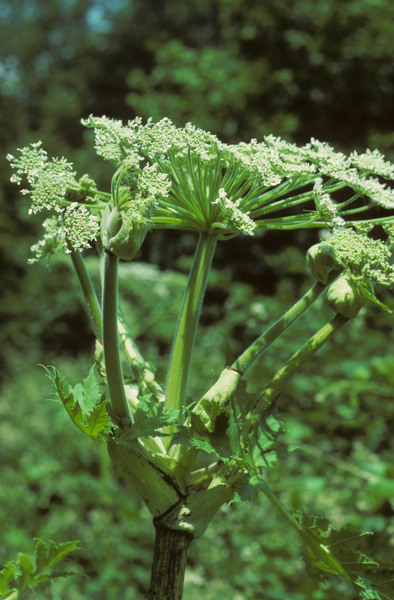 Heracleum mantegazzianum Sommier & Levier, 1895