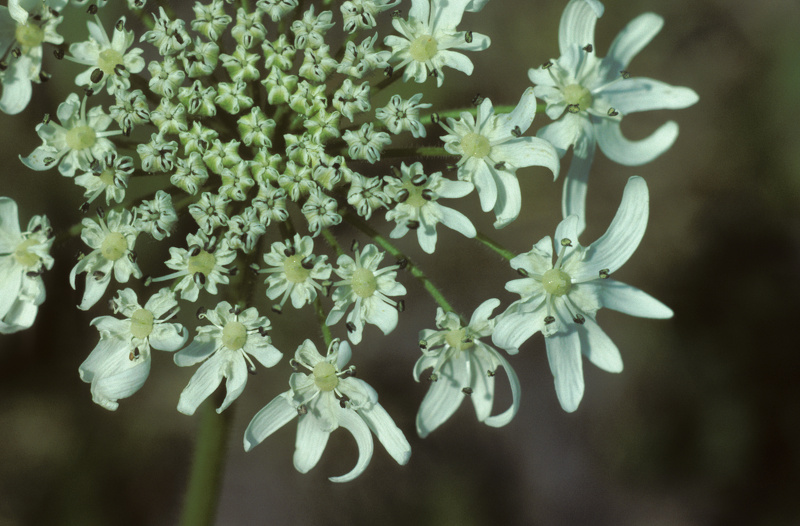 Heracleum mantegazzianum Sommier & Levier, 1895