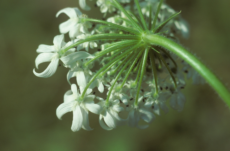 Heracleum mantegazzianum Sommier & Levier, 1895