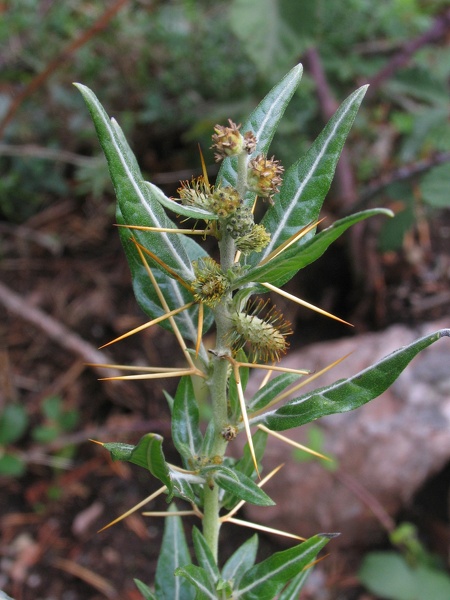 Xanthium spinosum L., 1753