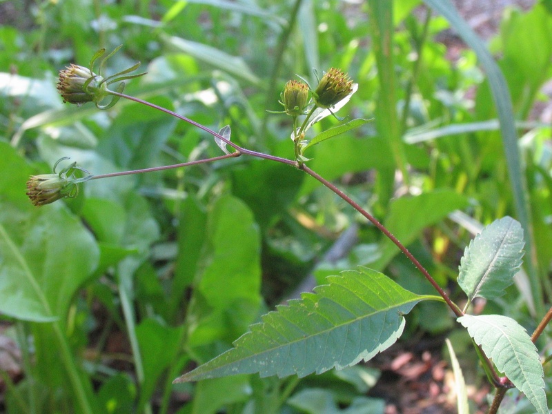 Bidens frondosa L., 1753
