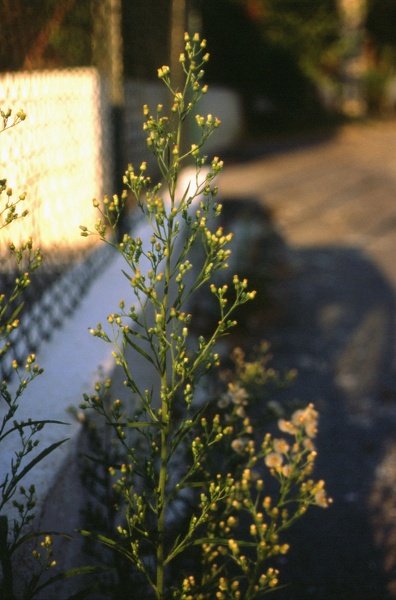 Erigeron bonariensis L., 1753 [syn. Conyza bonariensis (L.) Cronquist, 1943]