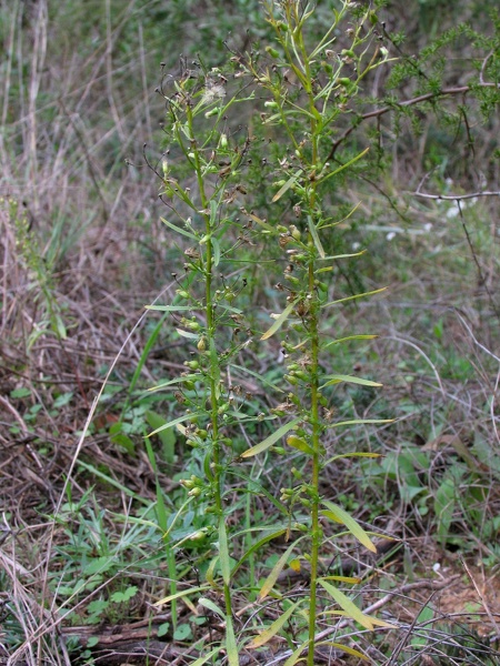 Vincent-Carrefour Jacques