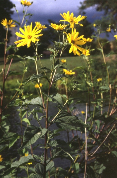 Helianthus tuberosus L., 1753
