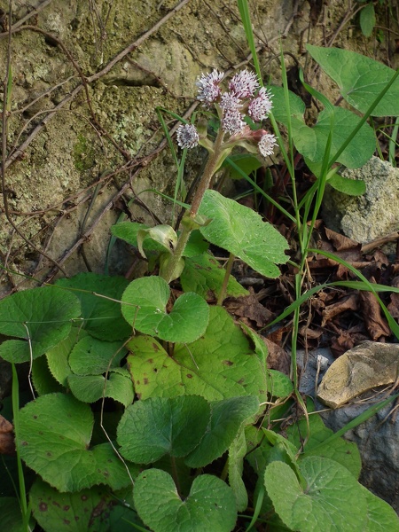 Petasites pyrenaicus (L.) G.López, 1986 [syn. Petasites fragrans (Vill.) C.Presl, 1826]