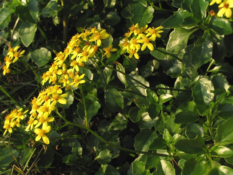 Senecio angulatus L.f., 1782