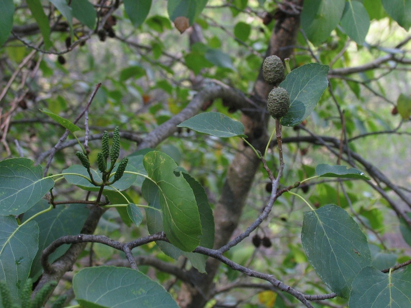 Alnus cordata (Loisel.) Duby, 1828