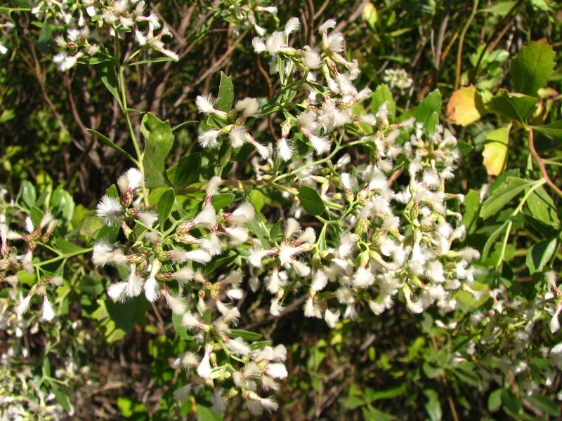 Baccharis halimifolia L., 1753