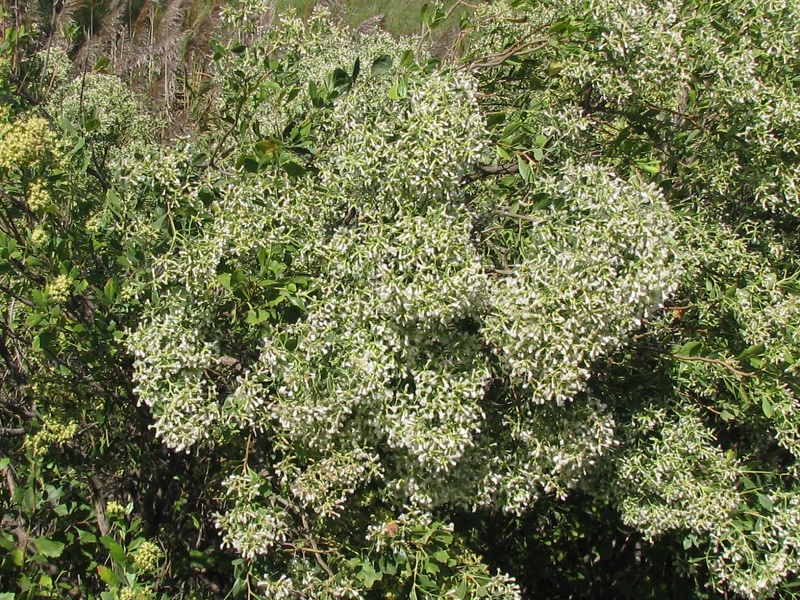 Baccharis halimifolia L., 1753