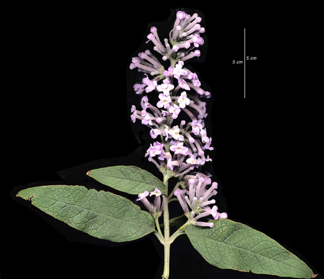 Buddleja davidii Franch., 1887