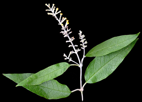 Buddleja davidii Franch., 1887