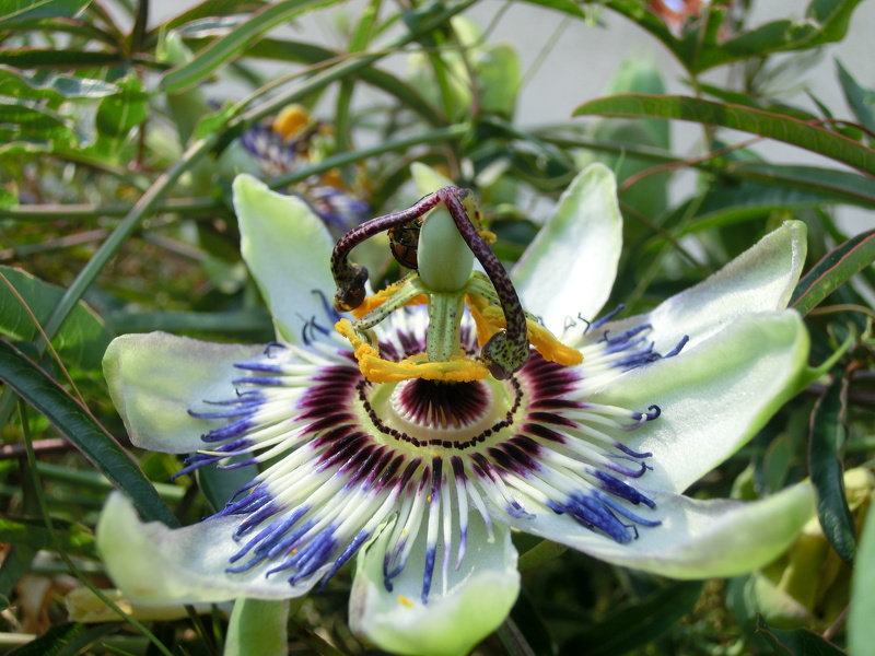 Passiflora caerulea L., 1753