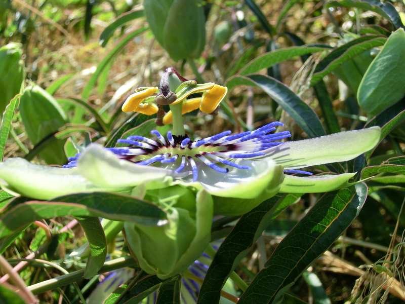 Passiflora caerulea L., 1753