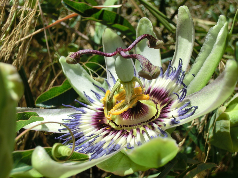 Passiflora caerulea L., 1753