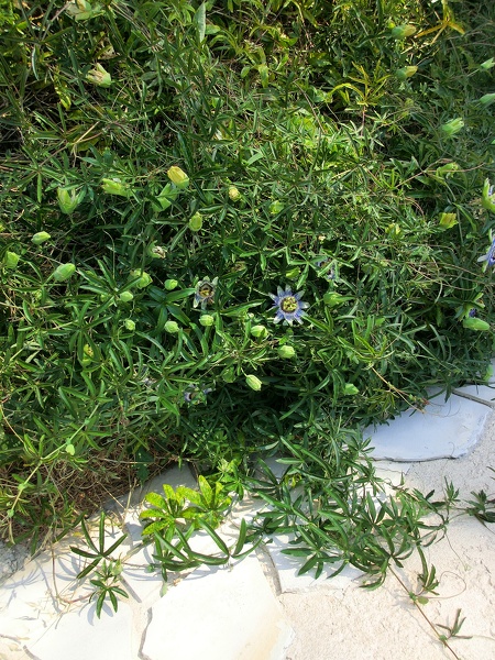 Passiflora caerulea L., 1753