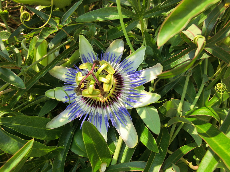 Passiflora caerulea L., 1753