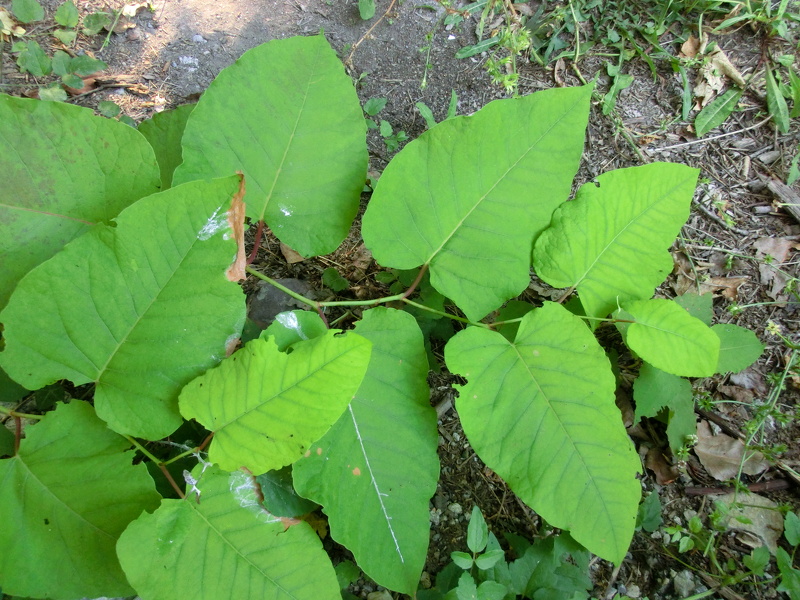 Reynoutria x bohemica Chrtek & Chrtkova, 1983 [R. sachalinensis x R. japonica]