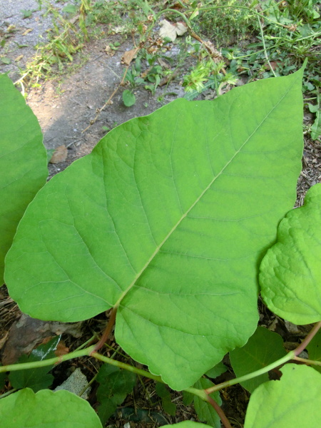 Reynoutria x bohemica Chrtek & Chrtkova, 1983 [R. sachalinensis x R. japonica]