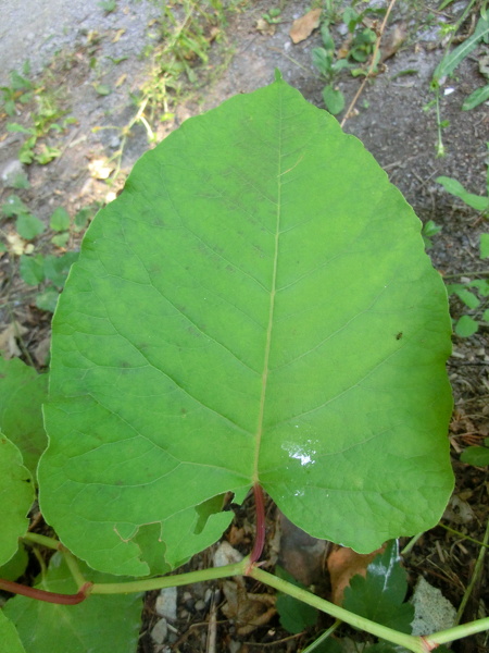 Reynoutria x bohemica Chrtek & Chrtkova, 1983 [R. sachalinensis x R. japonica]