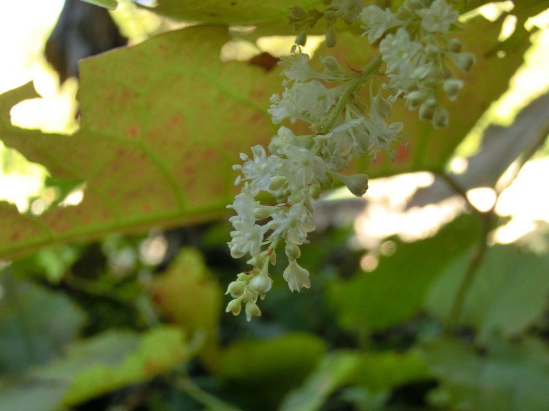 Reynoutria x bohemica Chrtek & Chrtkova, 1983 [R. sachalinensis x R. japonica]