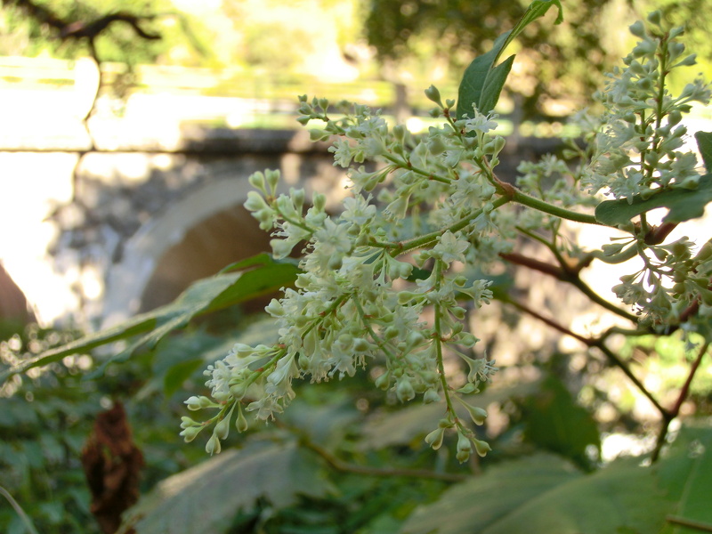 Reynoutria x bohemica Chrtek & Chrtkova, 1983 [R. sachalinensis x R. japonica]