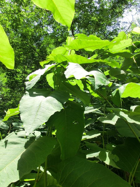Reynoutria x bohemica Chrtek & Chrtkova, 1983 [R. sachalinensis x R. japonica]