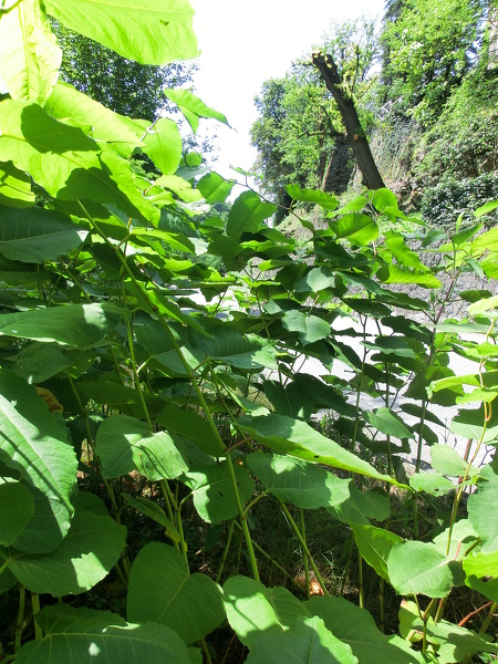 Reynoutria x bohemica Chrtek & Chrtkova, 1983 [R. sachalinensis x R. japonica]