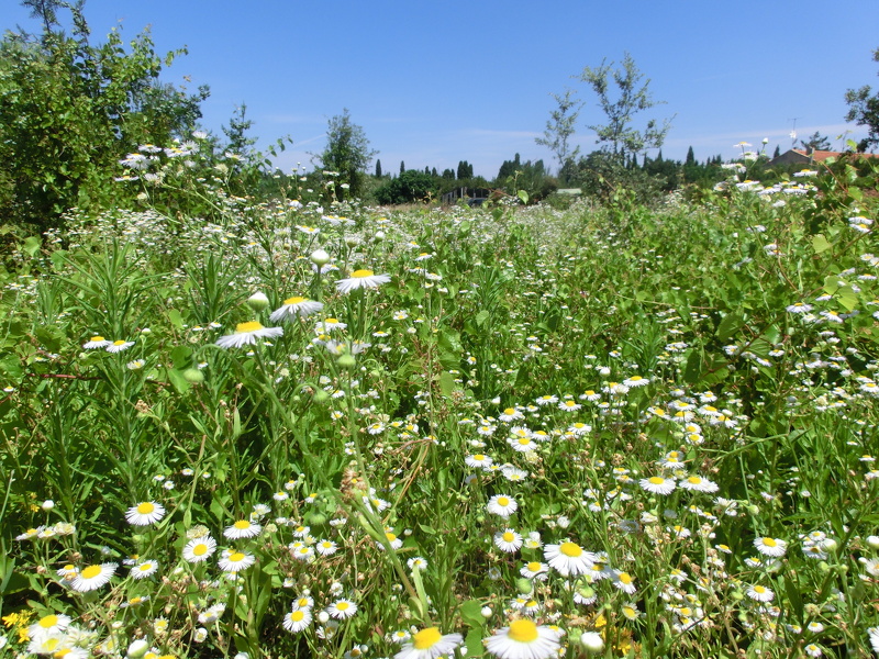Erigeron annuus (L.) Desf., 1804