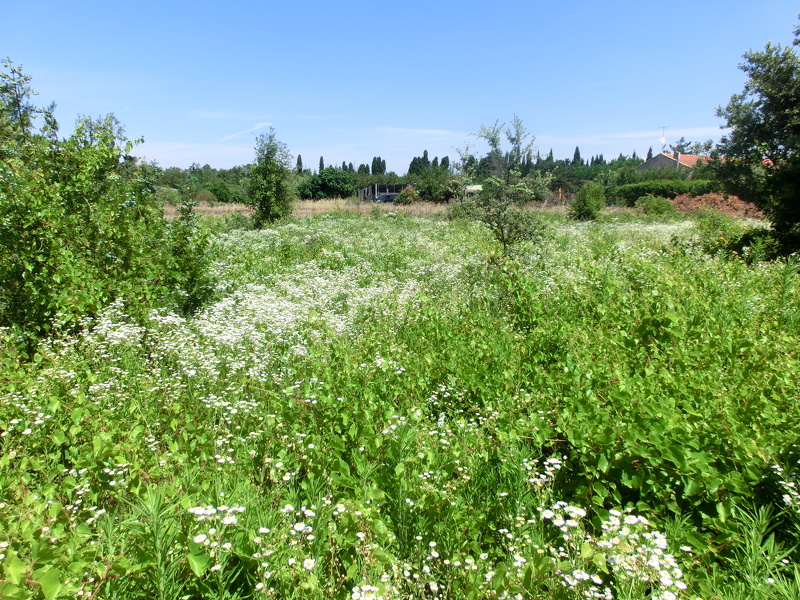 Erigeron annuus (L.) Desf., 1804