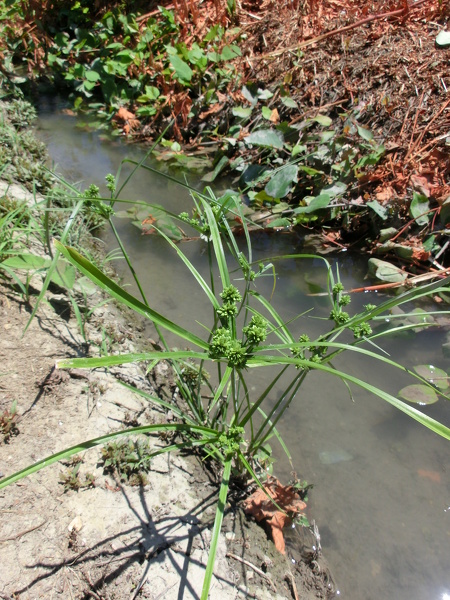 Cyperus eragrostis Lam., 1791