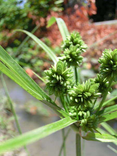 Cyperus eragrostis Lam., 1791