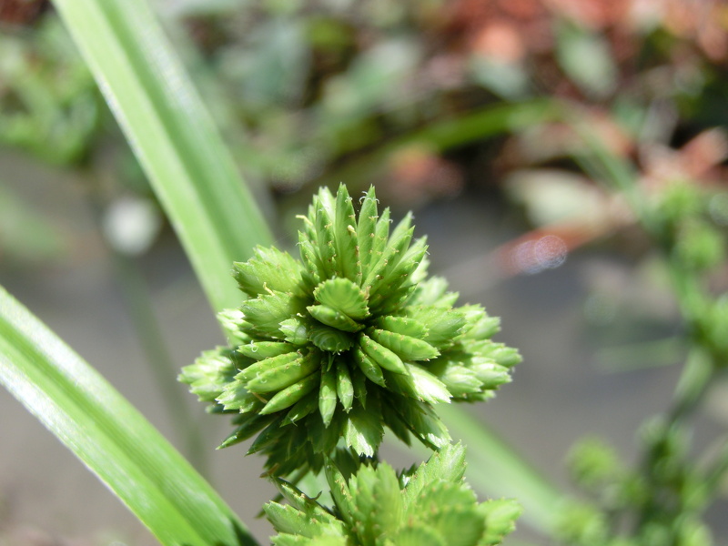 Cyperus eragrostis Lam., 1791