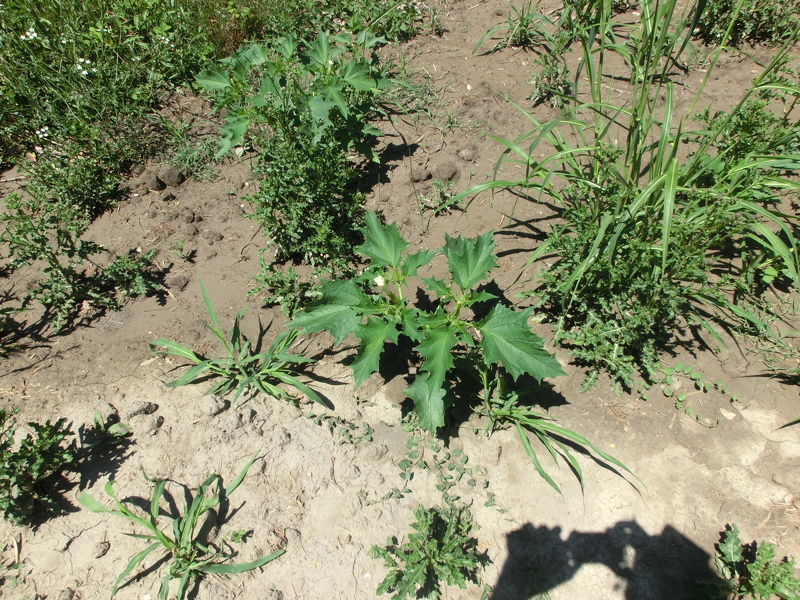 Datura stramonium L., 1753