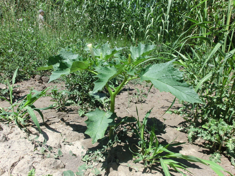 Datura stramonium L., 1753