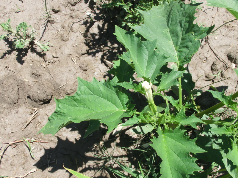 Datura stramonium L., 1753
