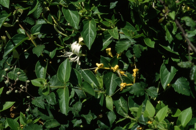 Lonicera japonica Thunb., 1784