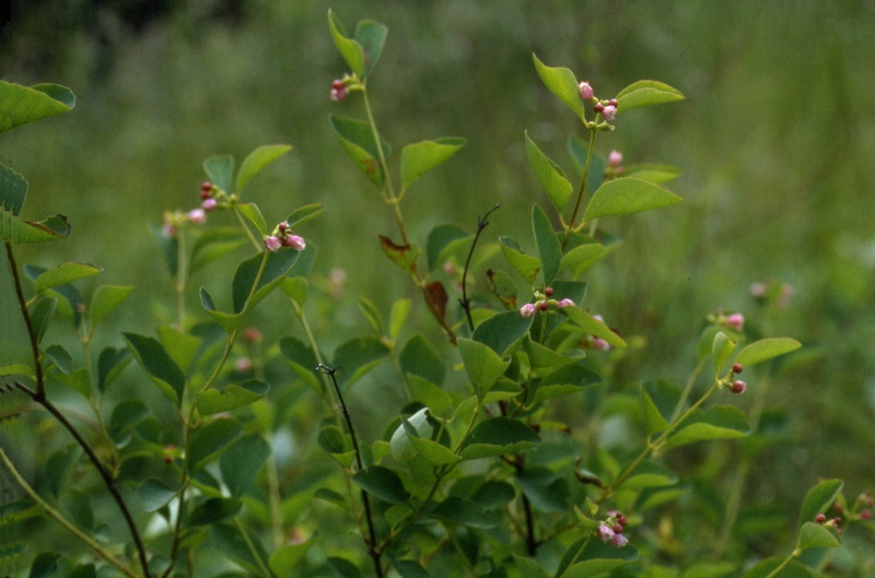 Symphoricarpos albus (L.) S.F.Blake, 1914