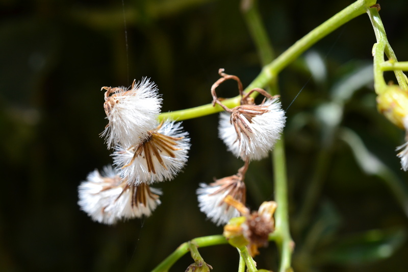 Senecio angulatus L.f., 1782