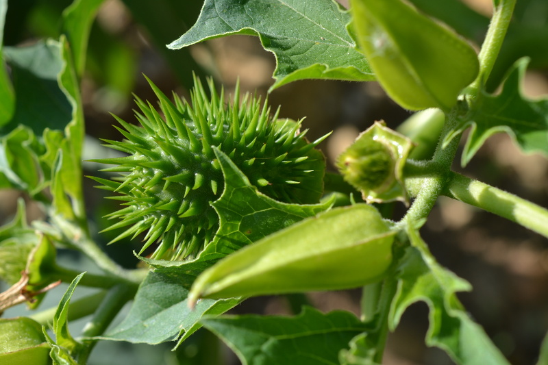 Datura stramonium L., 1753