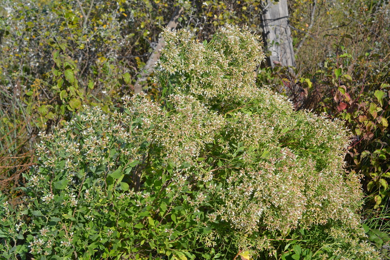 Baccharis halimifolia L., 1753