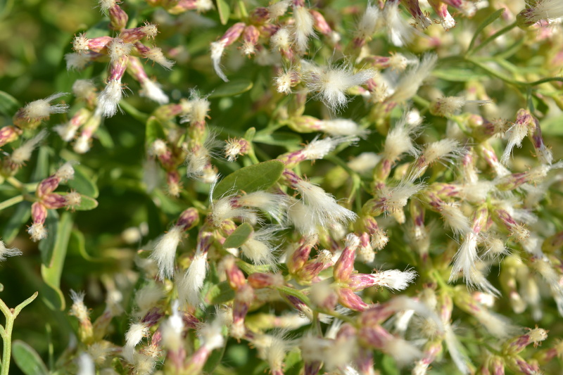 Baccharis halimifolia L., 1753