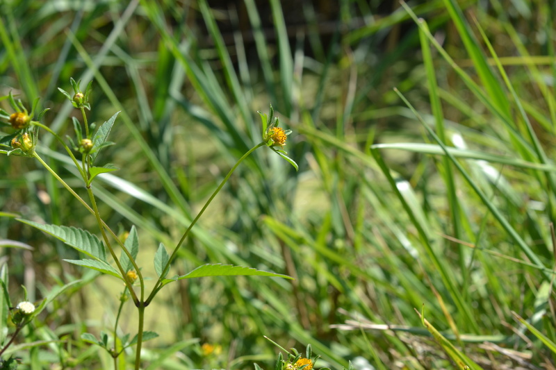 Huynh-Tan Bernadette