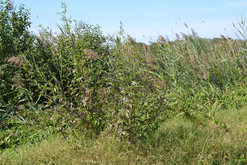 Bidens frondosa L., 1753